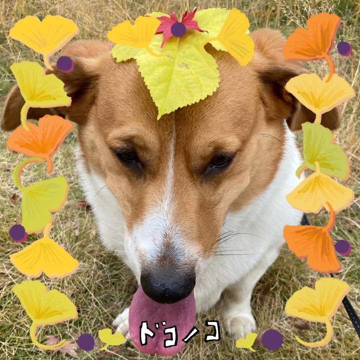 4c7fb247 9b29 4b0a 99fb ebc39342deda 1729387467023