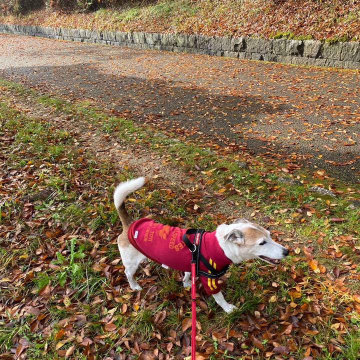 4c813f2e d657 4441 9869 0bb73eed2dce 1604797753935