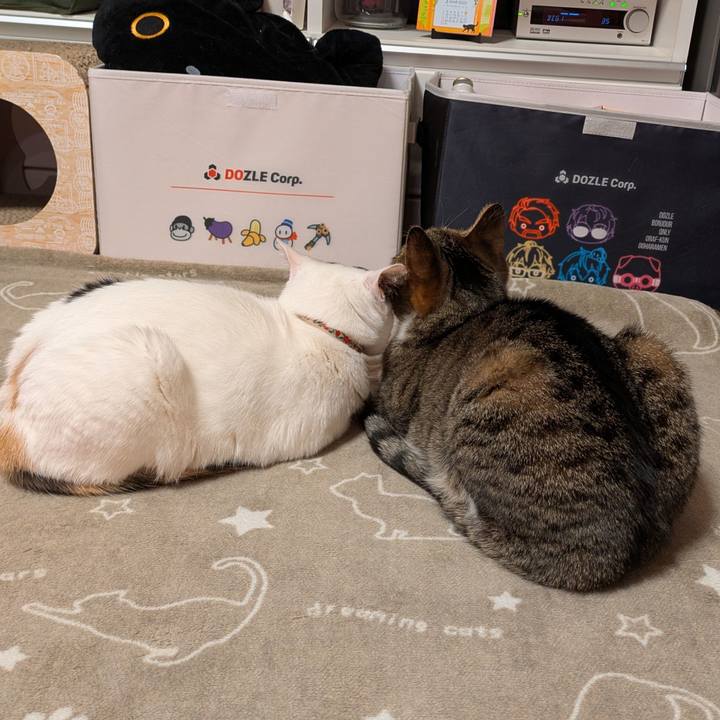 4c8201a7 4ccd 4645 a37a ef3e333a092c 1742390734258