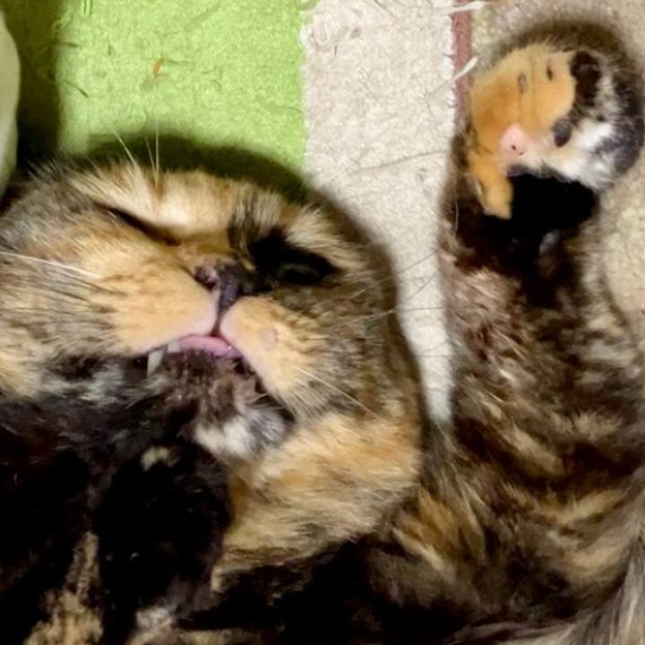 4c85b2a9 1f16 4dfb b35e d896f7bee154 1728591704432