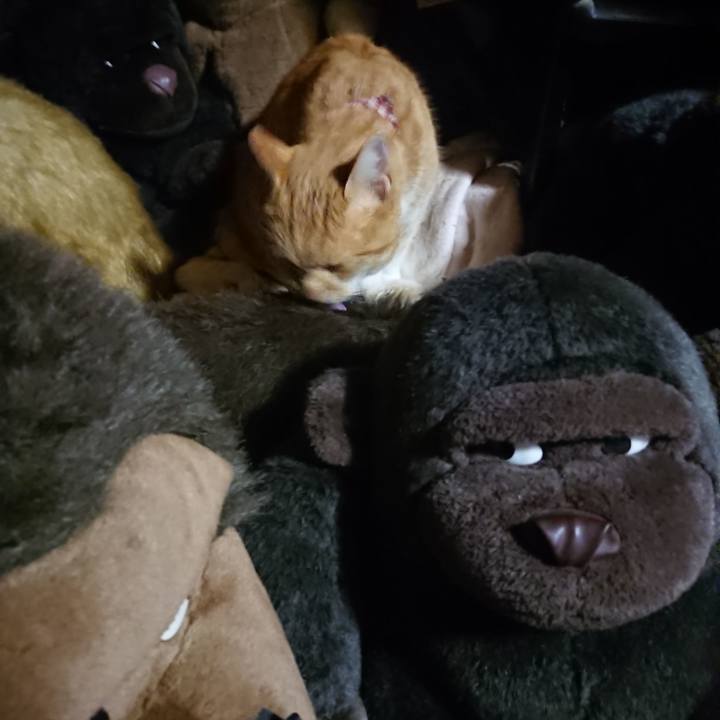 4c86e28f 79a0 470e 8344 c08b62f4109a 1605528821553