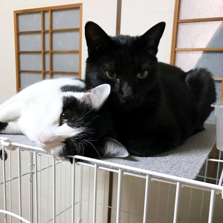 4c885c9d 9a91 4346 8d81 ea0dddaf12a3 1512915576035