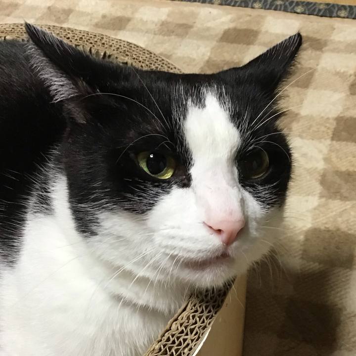 4c88a15c 00f4 4eeb 80b5 1cad9ceb1045 1729935545803