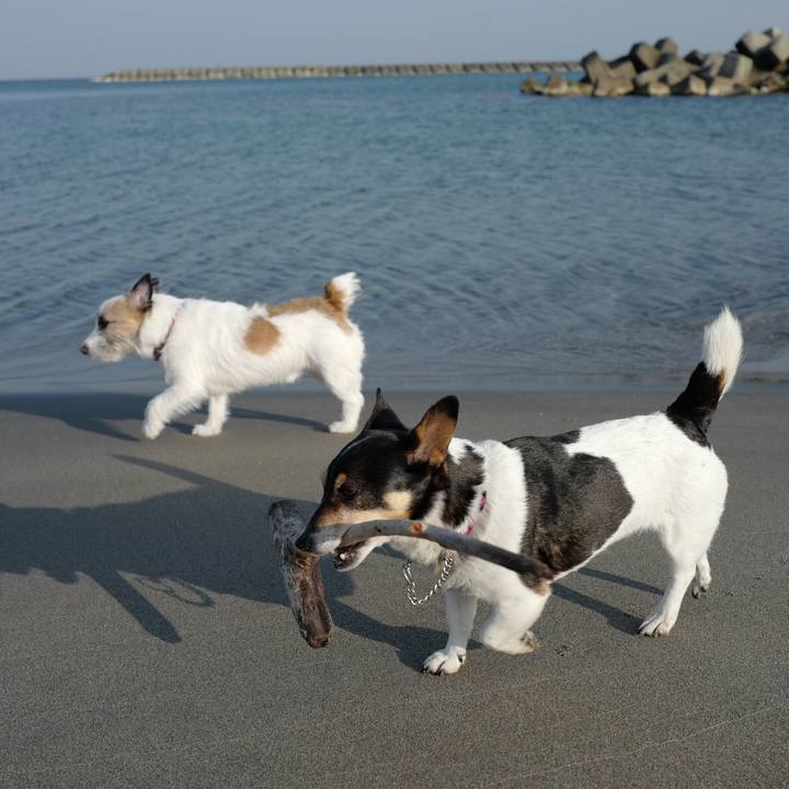 4c88be45 0449 4142 a704 90c385259ac8 1522211809421