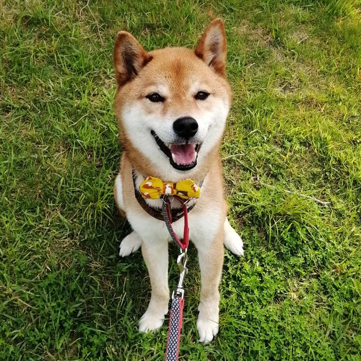 4c89776a 60cb 490f 96fa decd2d6b41e9 1591312571677