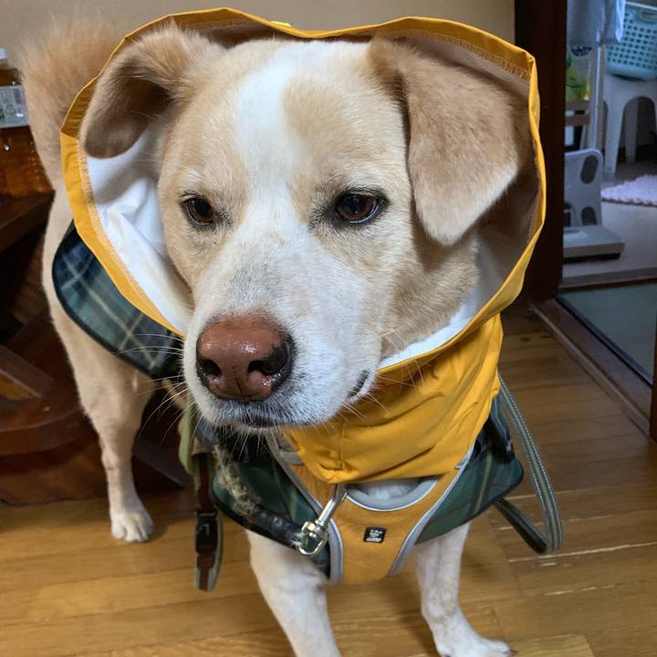 4c89b05c b2e4 4241 b7d8 7c6684692b46 1561949661966