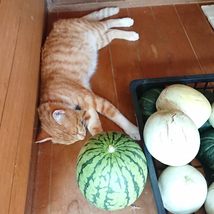 4c89c72e 86d7 46c1 a076 c5f638ffc969 1565401997193