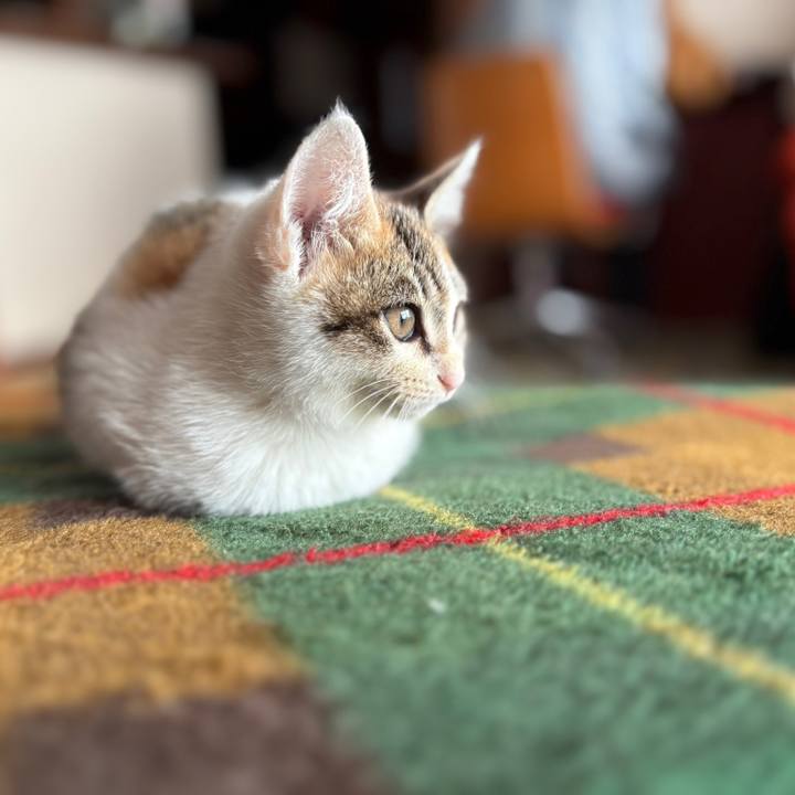 4c8b8efc 3919 4b45 9acd 63f62eae7348 1766102286831