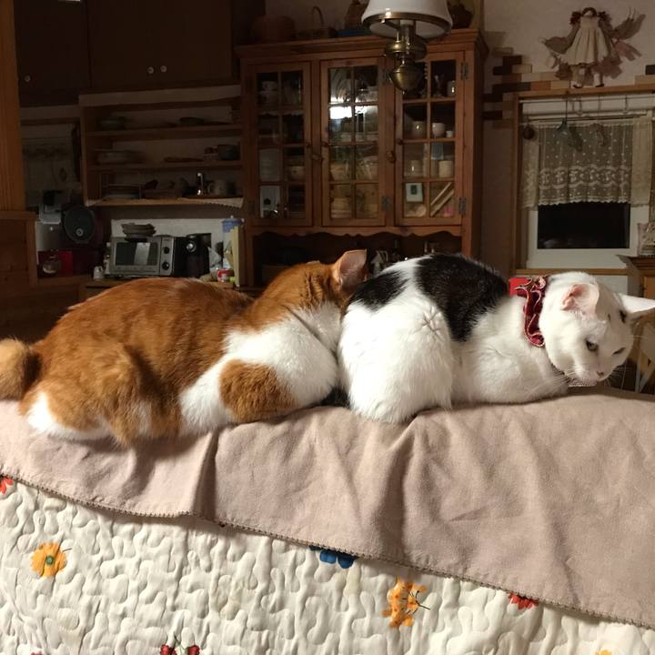 4c8bac77 8474 4081 914a 7d78fb68f1f5 1570371139007