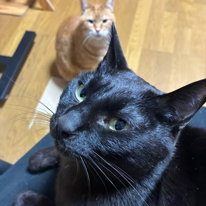 4c8de98e 51da 4828 86c9 3ad5a4029bdb 1743765396542