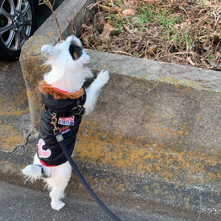 4c8e9244 8b1c 4ab2 a899 b4b4d4bcbf68 1611131957325