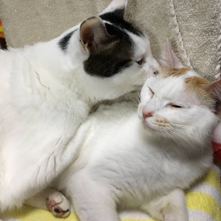 4c8eb7b2 8628 4ddc 8006 a4e9ed92fa6b 1529156378581