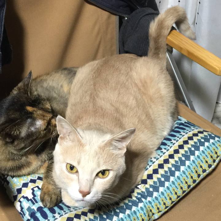 4c8f992b f0e1 44f8 bd28 e26852fcca6b 1536634449096