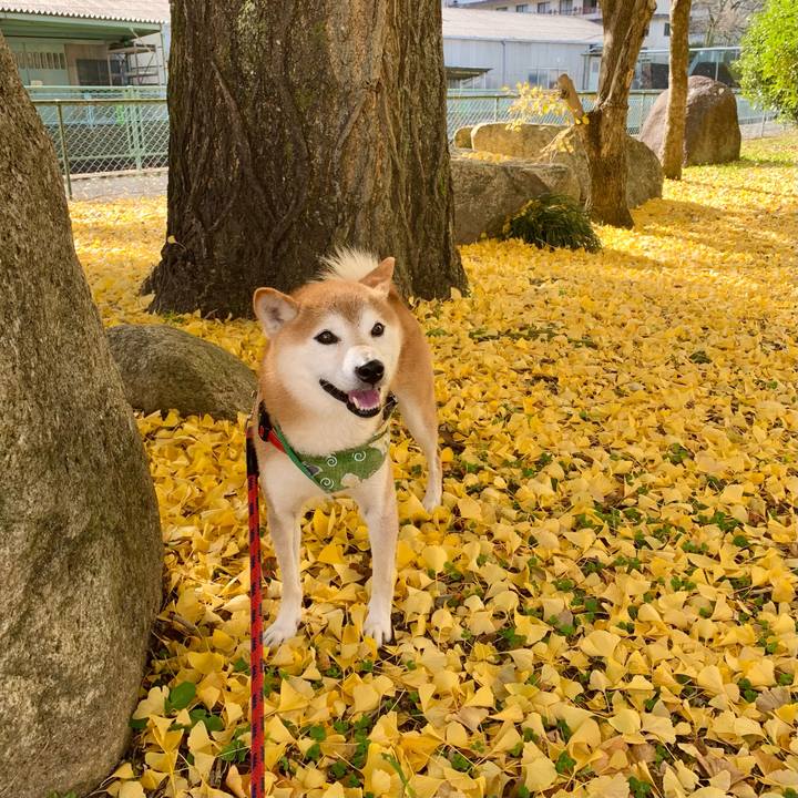 4c902c88 ae05 42b8 b73b 85d80c0d4cbf 1636369562735