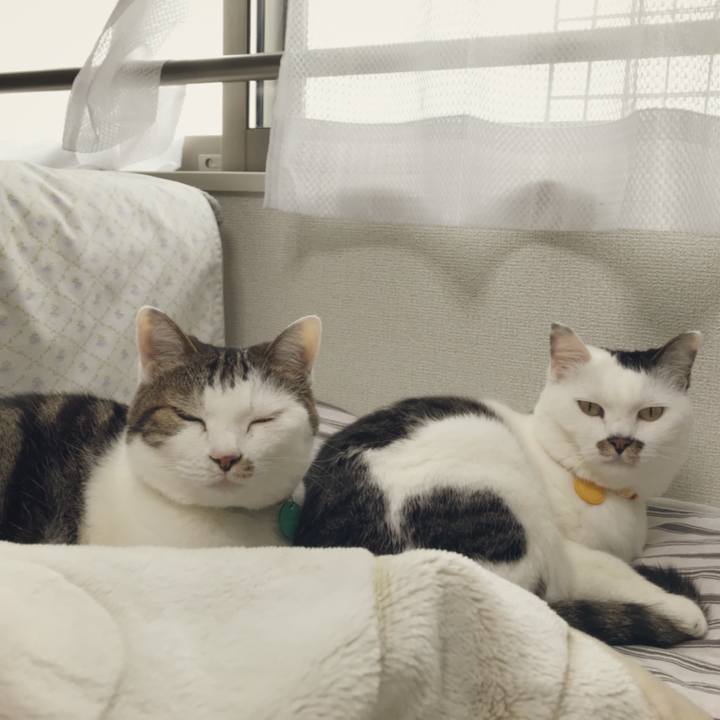 4c90fb0a a8ce 41fa b823 79f3db4a5033 1525749657949