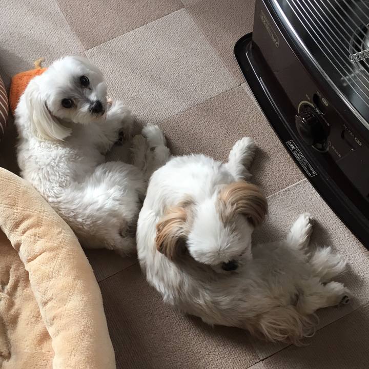 4c91bac9 4ee8 443c 8f9a bf1dfc1f5dda 1544495732629