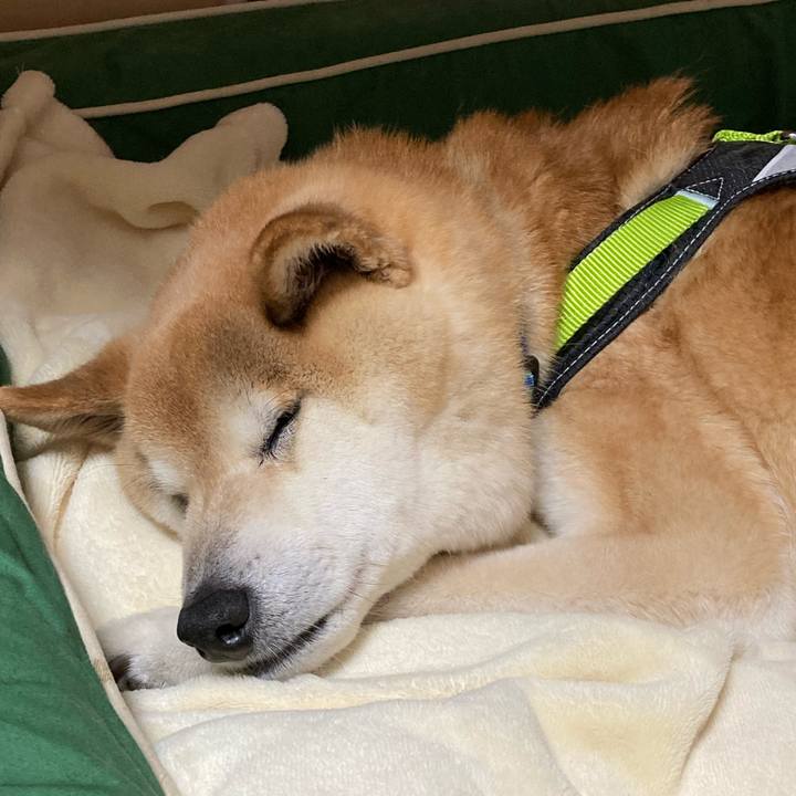 4c92956a 3490 4a0b 9836 a10a2d13fde5 1610279663274