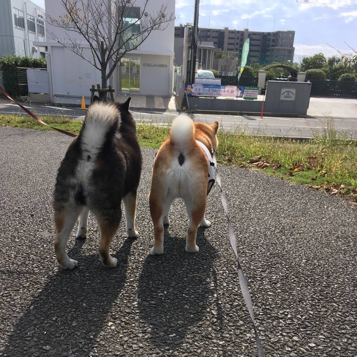 4c93e075 d743 4803 a1b9 64db5a6c3c2f 1539914938695