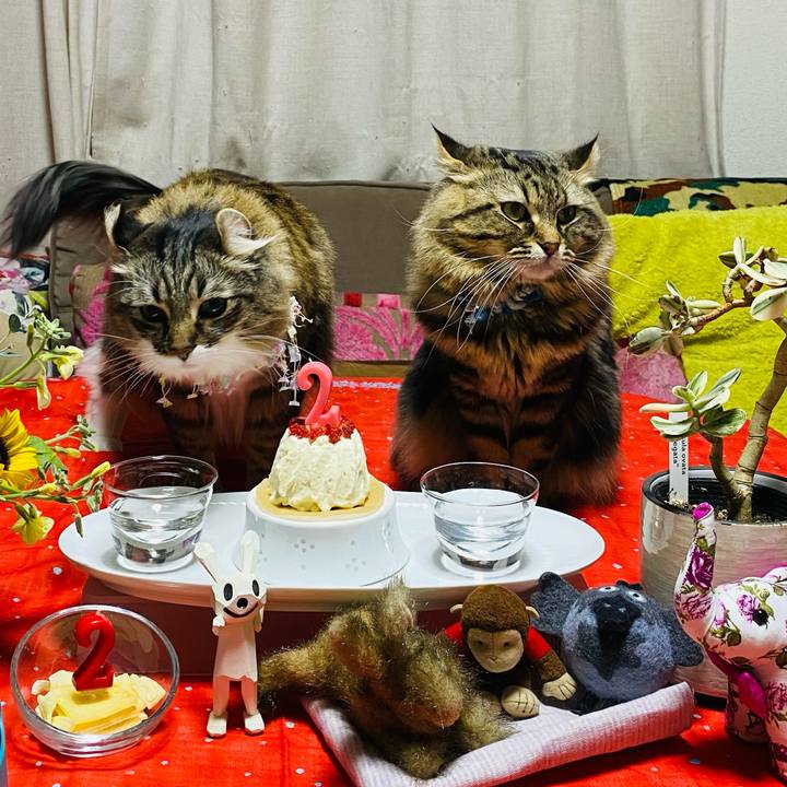 4c9478b6 871a 4a66 b939 487a42e5a7a9 1610465596880