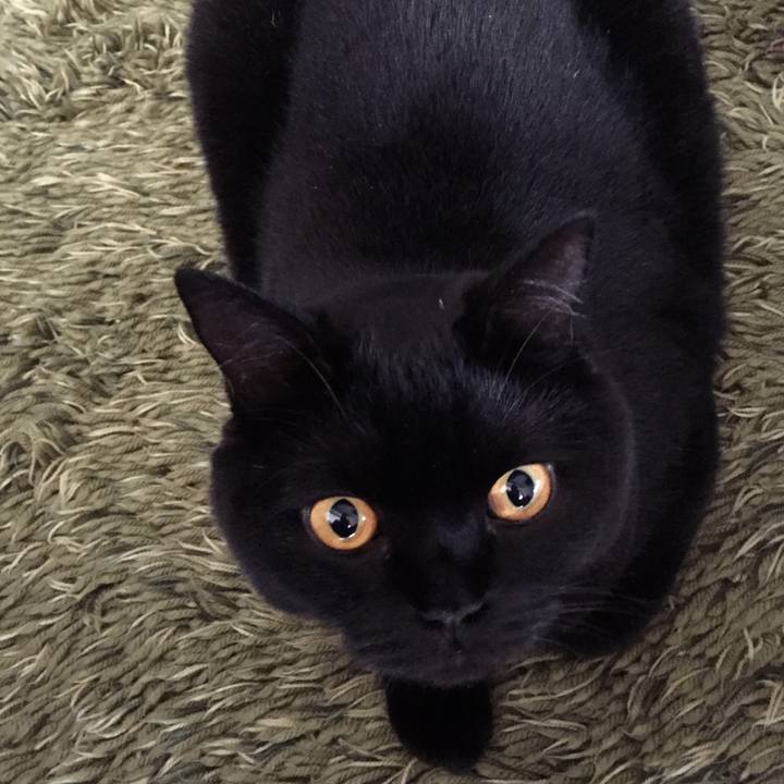 4c967c7b f730 482c a33d 019524c81f2b 1537018238672