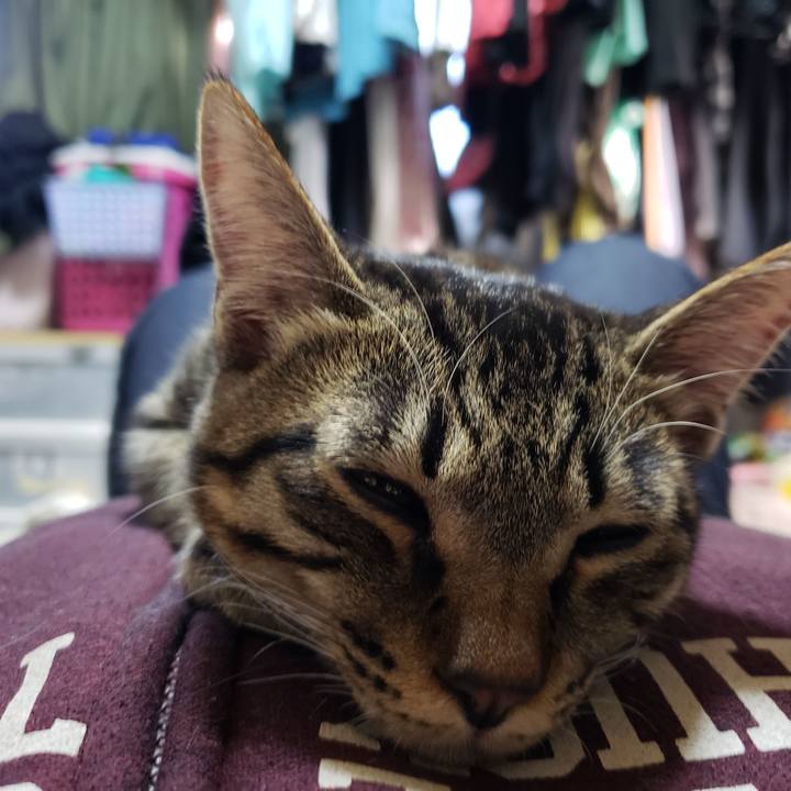 4c97098a 043c 43c0 9073 ab497897e10a 1543643168686