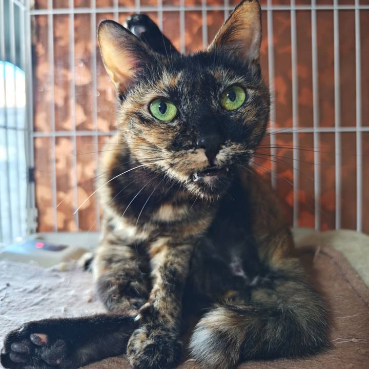 4c994e21 e18e 4cbf 990a 56256873946b 1772718239544