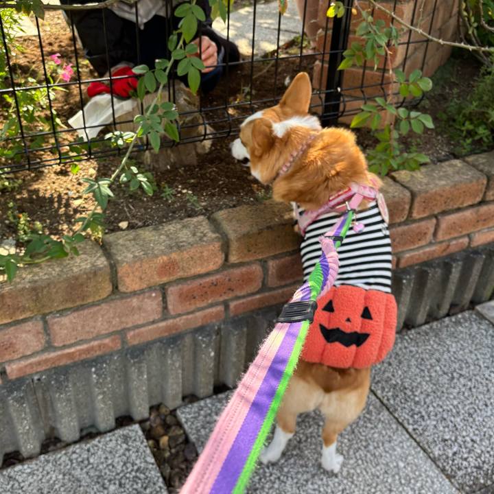 4c99f070 2fdf 4804 8b0e 54ed7033b953 1761710765611