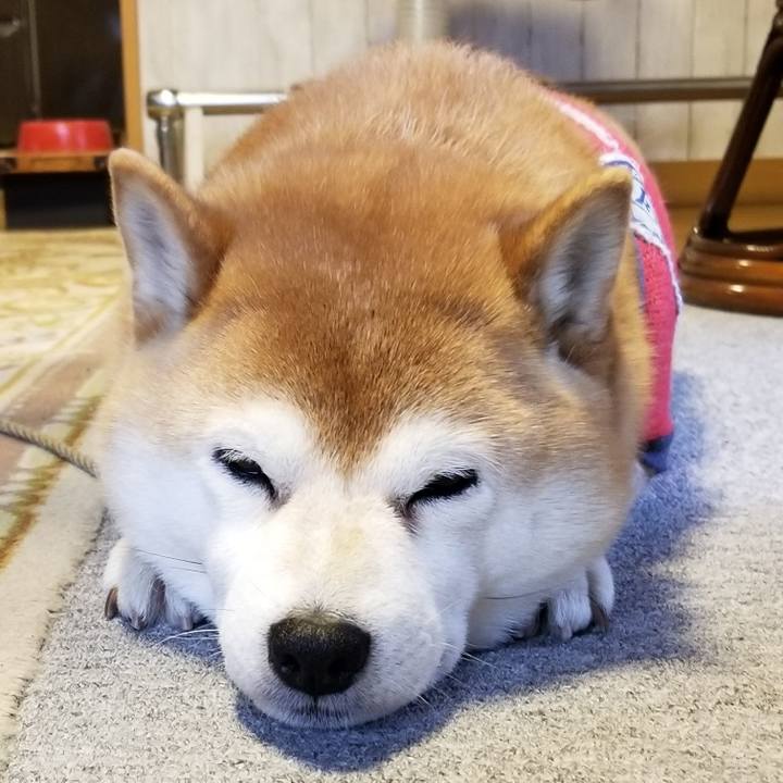 4c9b4487 a1ef 471a a300 f8bbdd5c7c45 1583797877347