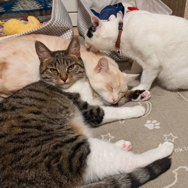 4c9b9bf8 60d8 49e2 a6fe e50d02c10fac 1730197558479