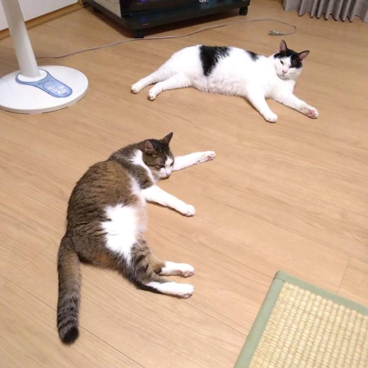 4c9c8bd1 8cb3 4dee 8368 5c60c40ef589 1532859543260