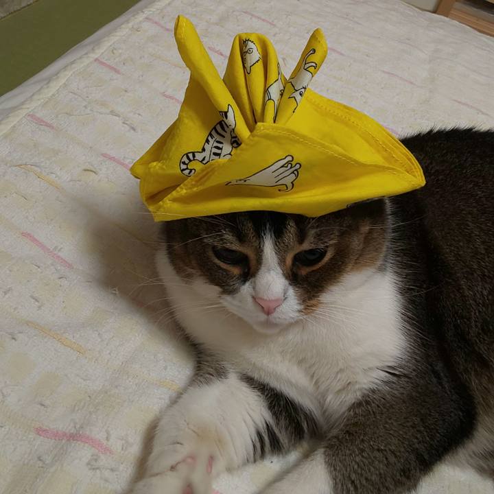 4c9cdcd5 e53a 46b6 8e70 27a9b572109e 1588677126803