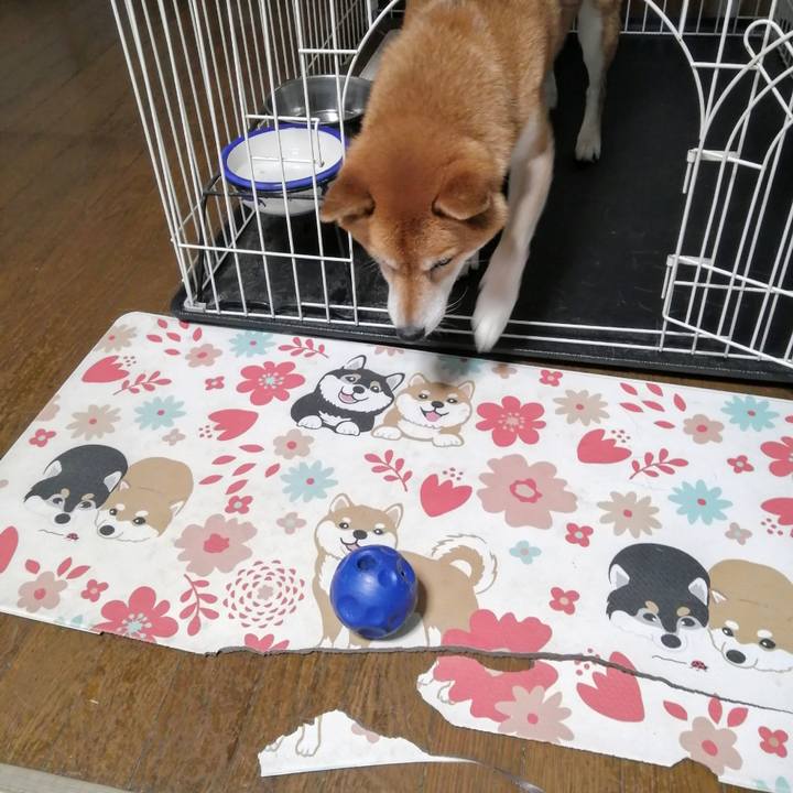 4c9ddccc 12a6 4c2d b03b 37e33c980dff 1627724553991