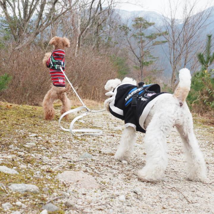 4c9eac0d 0456 4681 be27 421ccd00e198 1551652108718