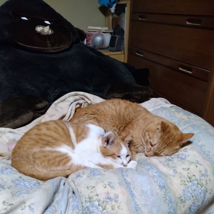 4c9f6ef9 546b 4ce9 8552 7cdf12024df5 1739447523963