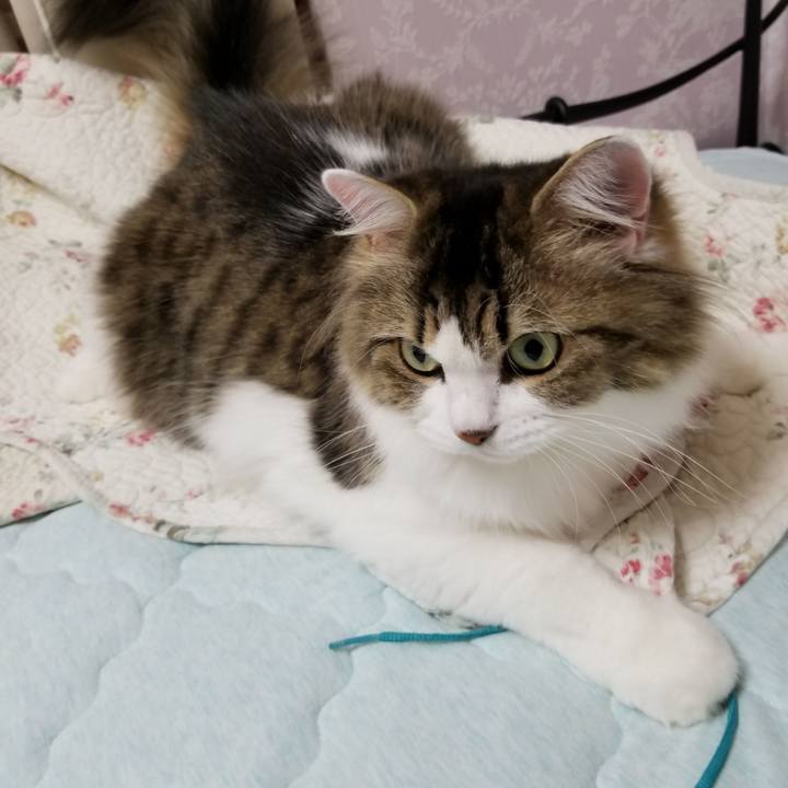 4ca054e1 9c0e 4004 a37c 07296e6003fb 1536986335260