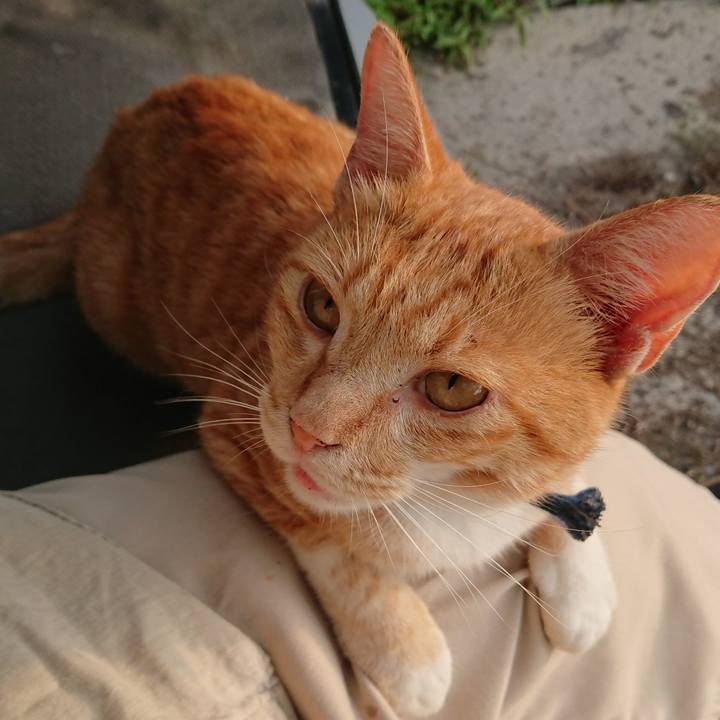 4ca0cbbc b0e4 4c85 ac3c 35079e0cf41b 1565124464156