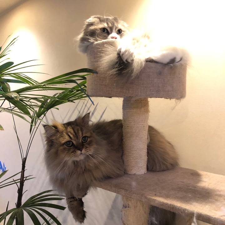 4ca21e58 a951 4a92 ae0e ddba8501d664 1548415295715