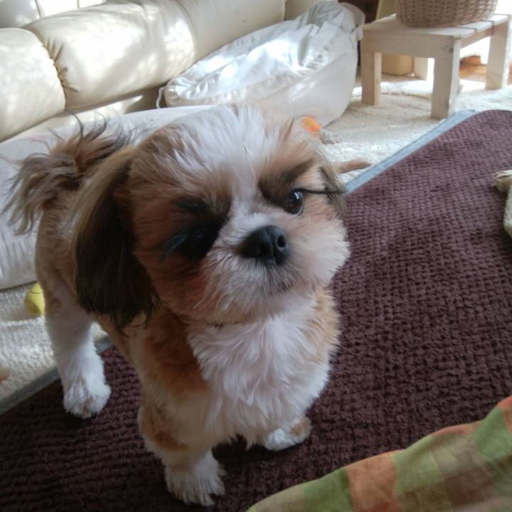 4ca259e2 39cf 4983 bb5e c491526ac5f8 1541397255988