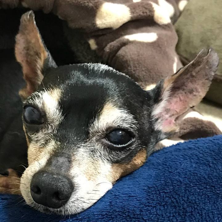 4ca27fcc dc6d 4d8a bacb 1f06727ab933 1527952468821