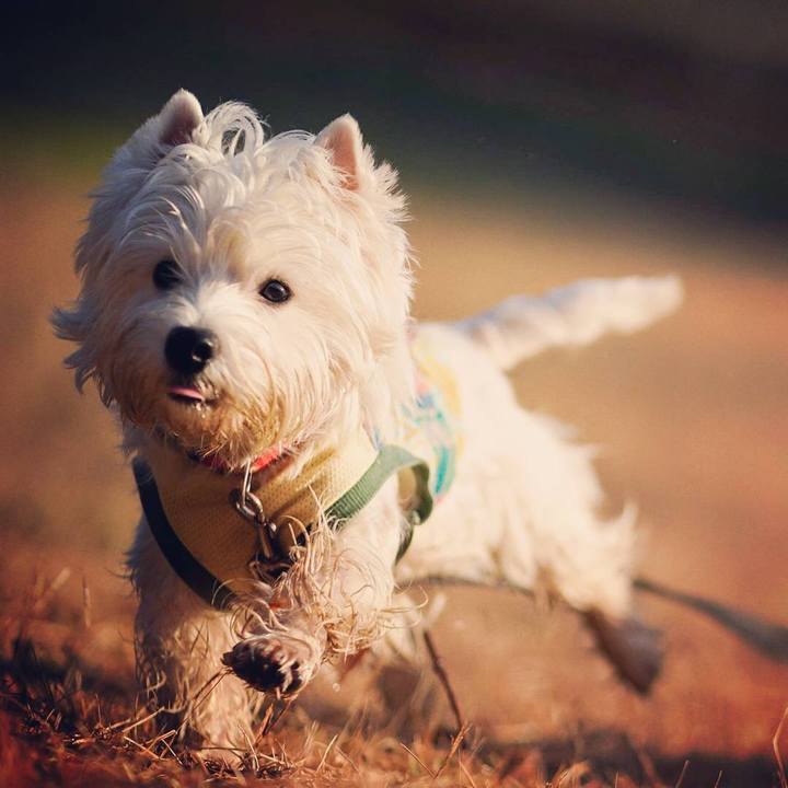 4ca36618 2768 4ff7 af65 18e11584081c 1512388692539