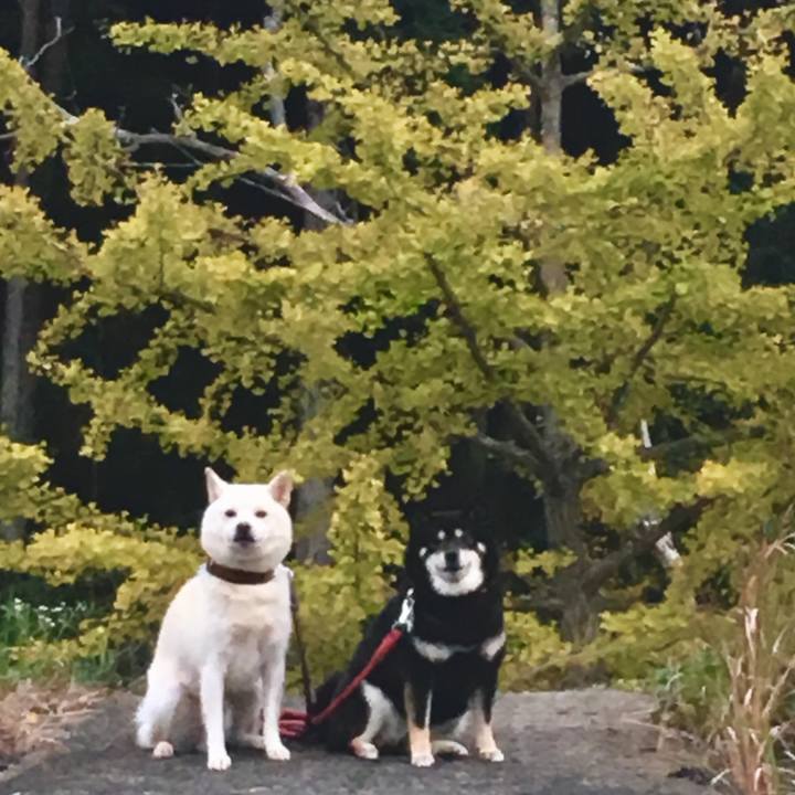 4ca3b7f0 1ac7 47cf aa15 e559683bb3e7 1573463428170