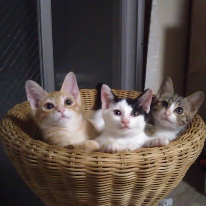 4ca427f4 f235 45ea bb9c 646175ee205d 1594697255126