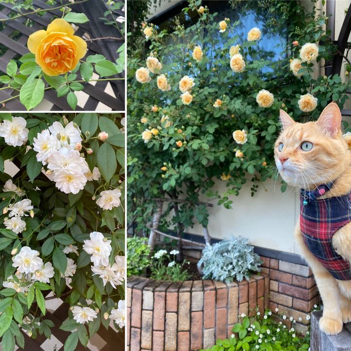 4ca59cfc 332f 4bfa bb81 f751395fef86 1653557951119