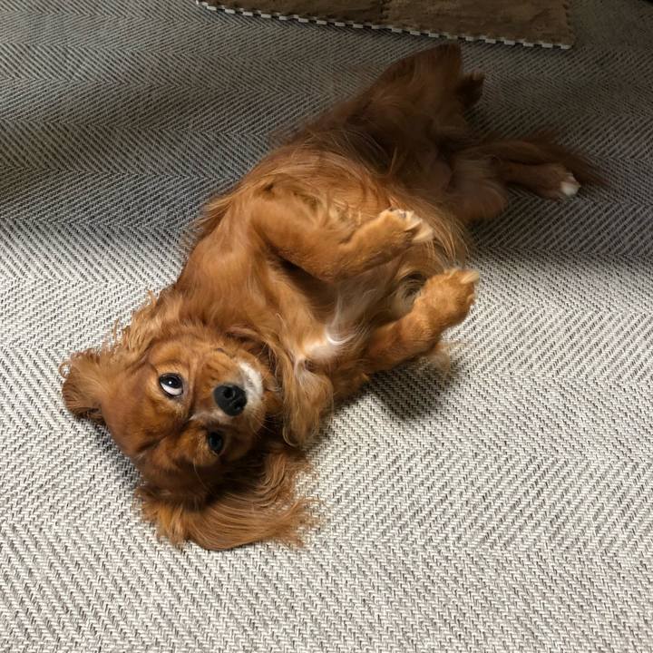 4ca7ff7b 2d35 4f90 b195 130964e44e92 1601418629820