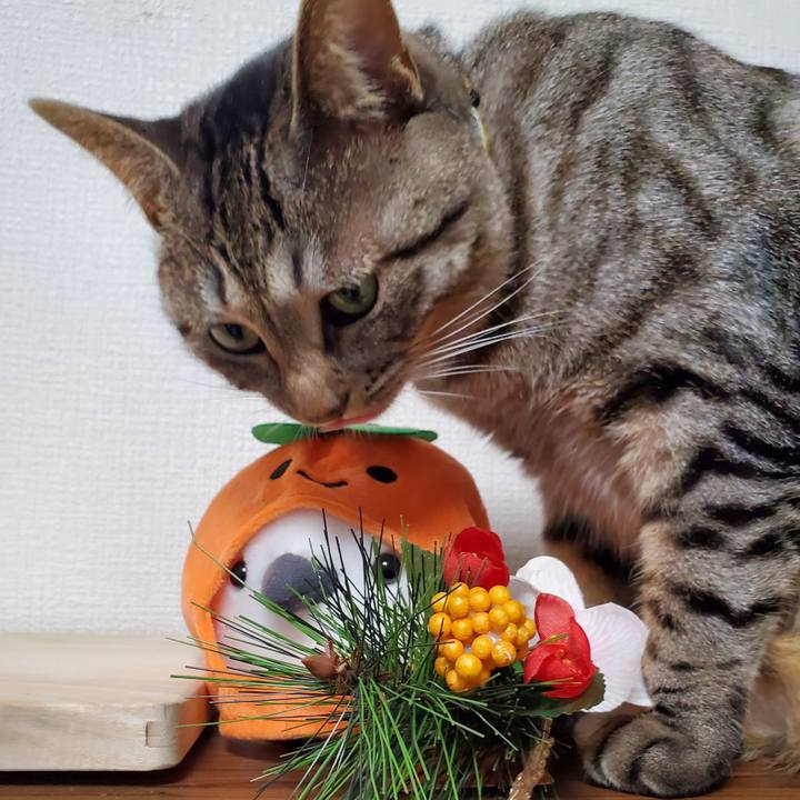 4ca80f89 b831 44a8 9db5 9f889a248e36 1701092300152