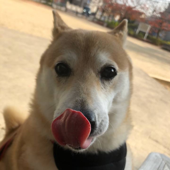 4ca9dab0 c423 4360 b734 84ede15064d4 1607475189081