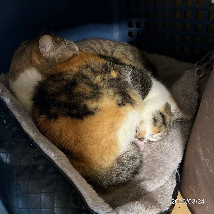 4caadda6 5a23 465a b847 34bed4ec6428 1774303384744