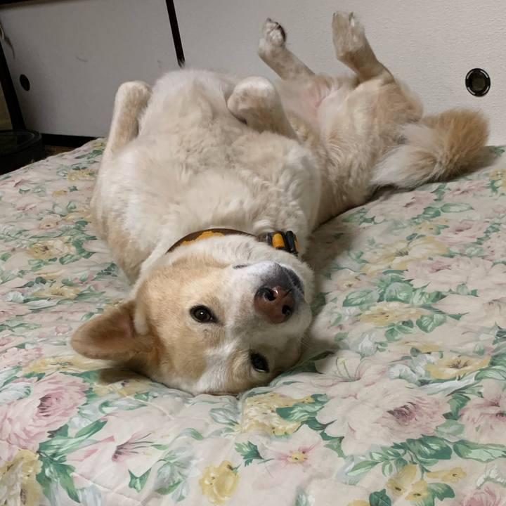 4cac463b f334 49fc b8e9 069bde355387 1590071328476