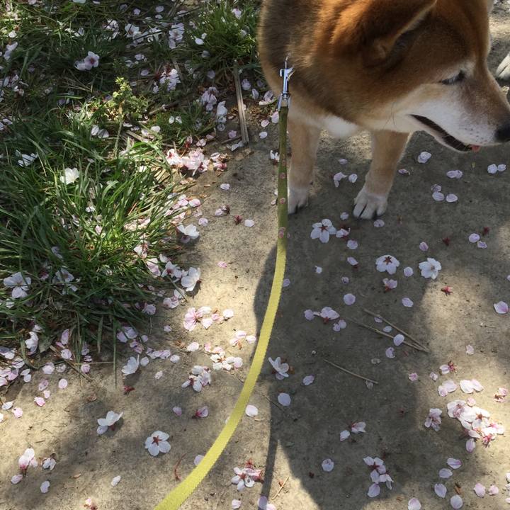 4cad618a c4e0 48c5 a735 3e98530cae90 1586318564920