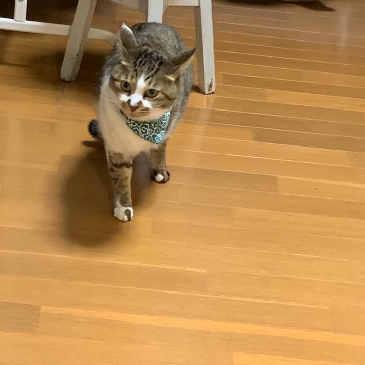 4caff726 94b9 485a ab5f f0391fe516d0 1573899879736